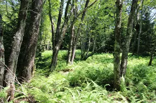 834 Cooley Rd, Parksville, NY 12768 - Photo 17