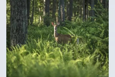 497 Woodstone Trail, Lumberland, NY 12737 - Photo 33