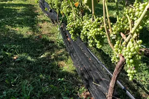 35950 Main Rd, Cutchogue, NY 11935 - Photo 37