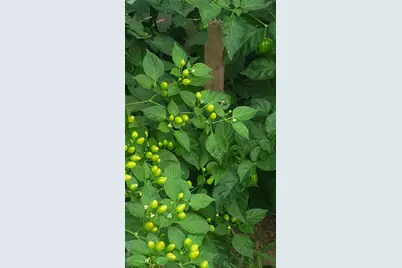 18 S 11th Avenue, Mount Vernon, NY 10550 - Photo 33