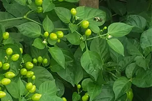 18 S 11th Ave, Mount Vernon, NY 10550 - Photo 33