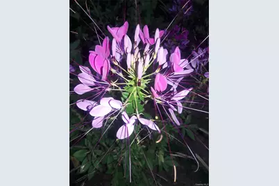 247 Croydon Road, Yonkers, NY 10710 - Photo 49