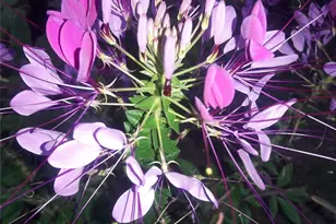 247 Croydon Rd, Yonkers, NY 10710 - Photo 49