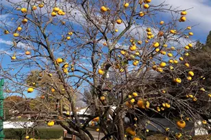 247 Croydon Rd, Yonkers, NY 10710 - Photo 43