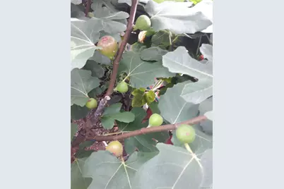 247 Croydon Road, Yonkers, NY 10710 - Photo 35