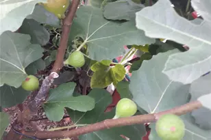 247 Croydon Rd, Yonkers, NY 10710 - Photo 35