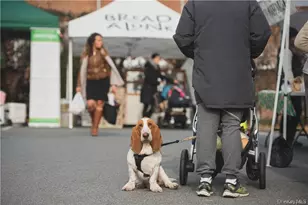 40 Dorchester Ave, Hastings on Hudson, NY 10706 - Photo 31