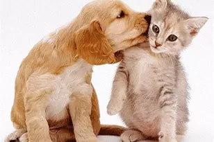 67-35 Yellowstone Blvd, Forest Hills, NY 11375 - Photo 23