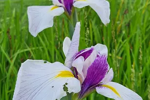 134 Dalmeny Rd, Briarcliff Manor, NY 10510 - Photo 41