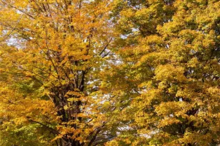 71 Buckwheat Bridge Rd, Germantown, NY 12526 - Photo 3