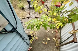 406 Chestnut St, Brooklyn, NY 11208 - Photo 27