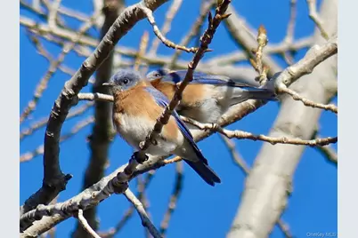 904 Dean Avenue, Bronx, NY 10465 - Photo 3