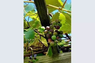 477 Campbell Road, Windham, NY 12407 - Photo 9