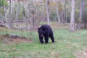 80 Hunter Ln, Wassaic, NY 12592 - Photo 11