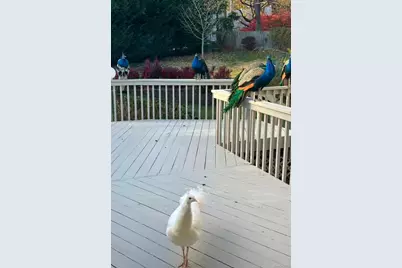 59 Hazelwood Drive, Jericho, NY 11753 - Photo 43