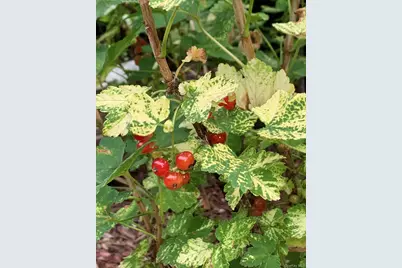 29 Deer Brook Drive, New Windsor, NY 12553 - Photo 45