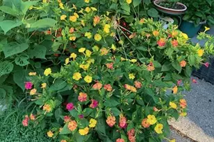 703 Fresh Pond Ave, Calverton, NY 11933 - Photo 21