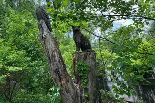 2 Shokan Park Rd, Shokan, NY 12481 - Photo 43