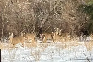 58 Coram Swezeytown Rd, Middle Island, NY 11953 - Photo 19