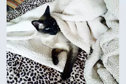 90 Bryant Avenue #Croydon-2.C, White Plains, NY 10605 - Photo 31