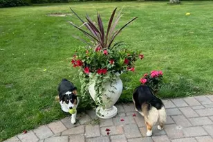 96 Brooksite Dr, Smithtown, NY 11787 - Photo 21