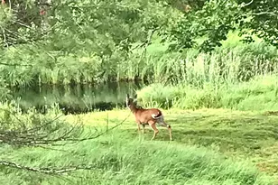 26 Valley Rd, Forestburgh, NY 12777 - Photo 5