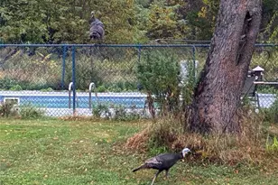 14 Harrigan Rd, Hopewell Junction, NY 12533 - Photo 33