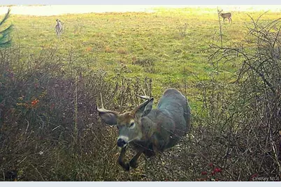 342 Bernas Road, Cochecton Center, NY 12726 - Photo 7