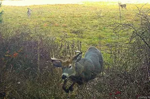 342 Bernas Rd, Cochecton Center, NY 12726 - Photo 7