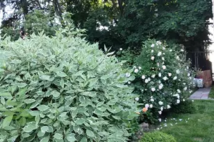 933 Tilden St, Bronx, NY 10469 - Photo 9