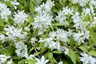 8 Harper Ave, Montrose, NY 10548 - Photo 29