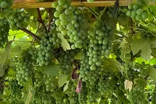 35 Hicks Ave, Syosset, NY 11791 - Photo 13