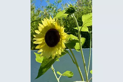 13 Irvington Street, Dobbs Ferry, NY 10522 - Photo 35