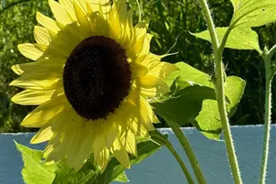 13 Irvington St, Dobbs Ferry, NY 10522 - Photo 35