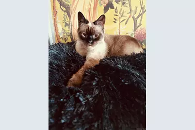 90 Bryant Avenue #Abby-1B, White Plains, NY 10605 - Photo 33