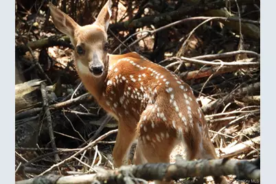 56 Beaver Brook Road, Yulan, NY 12792 - Photo 33