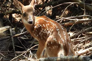 56 Beaver Brook Rd, Yulan, NY 12792 - Photo 33