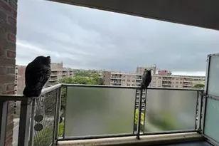 200 Cozine Ave, Brooklyn, NY 11207 - Photo 7