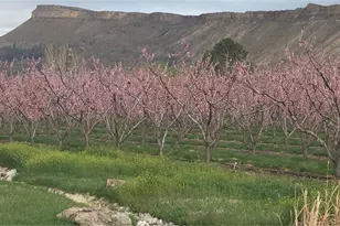 3875 F 3/4 Rd, Palisade, CO 81526 - Photo 41