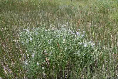 1579 Deerpath Road, Franktown, CO 80116 - Photo 49