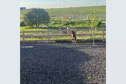 4305 Rapport Drive, Castle Rock, CO 80104 - Photo 37