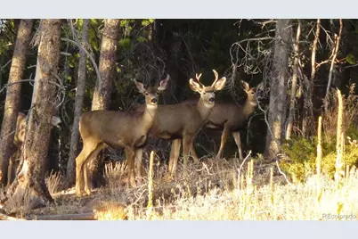 93 Gross Dam Road, Golden, CO 80403 - Photo 9