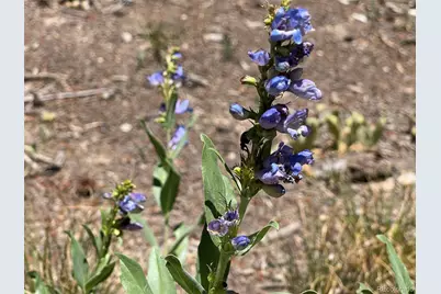 93 Gross Dam Road, Golden, CO 80403 - Photo 33