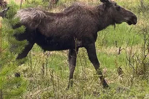 1384 Gcr 494, Grand Lake, CO 80447 - Photo 31