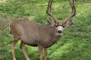 670 Independence Dr, Larkspur, CO 80118 - Photo 43