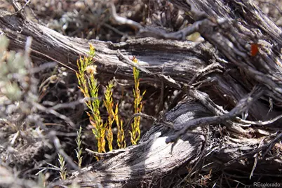 0 Wild Horse Drive, San Luis, CO 81152 - Photo 11