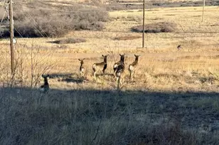 6917 Serena Dr, Castle Pines, CO 80108 - Photo 47