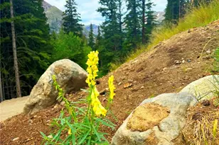 926 Nuthatch Dr, Alma, CO 80420 - Photo 35