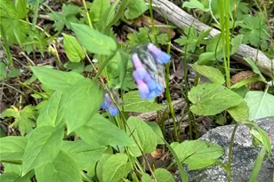 926 Nuthatch Dr, Alma, CO 80420 - Photo 33