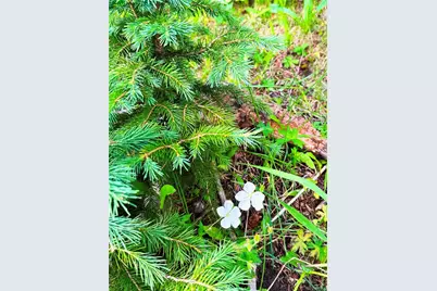 926 Nuthatch Drive, Alma, CO 80420 - Photo 33